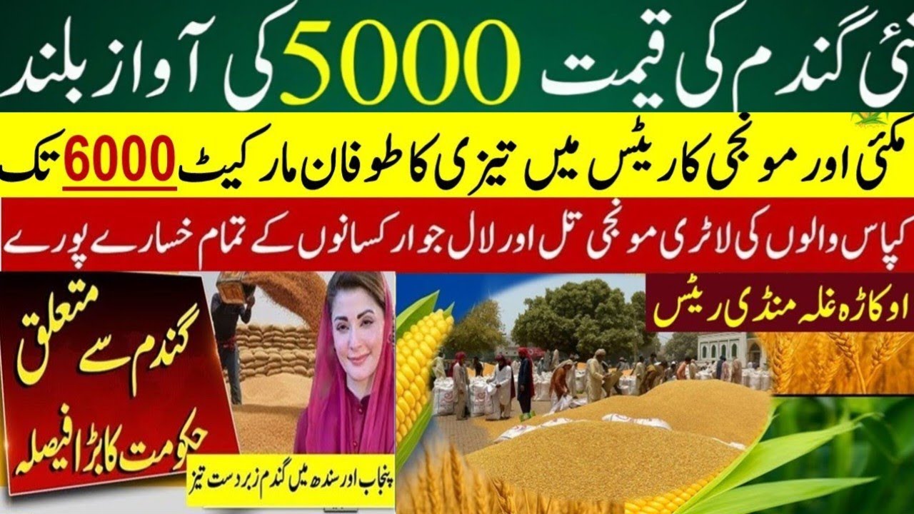 Wheat price today in punjab | Makki price in punjab today | munji till ...