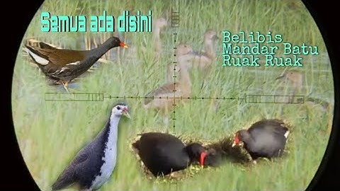 Belibis mandar batu dan ruak ruak || Semua ada disini