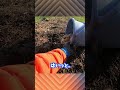 バケツで異世界（畑）に連れられてミミズと戦わされるヒヨコ　#Shorts