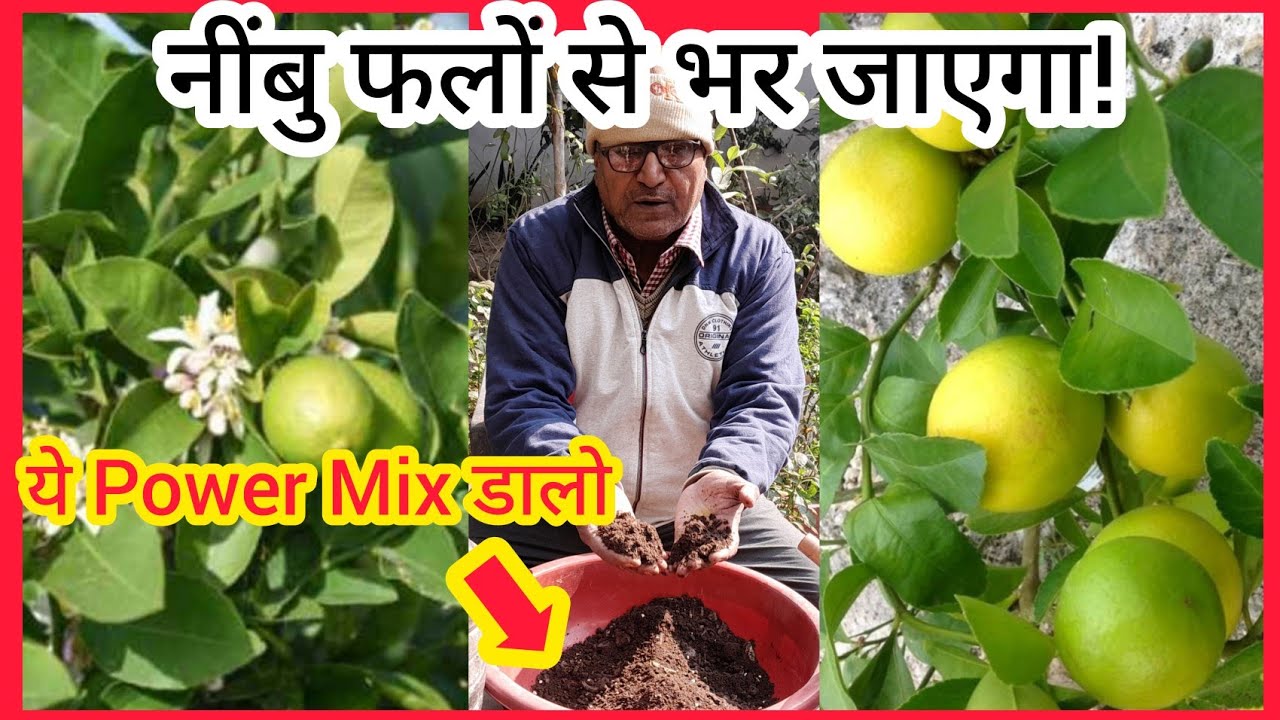नींबू फलों से भर जाएगा सिर्फ गोबर नहीं – ये Power Mix डालो!