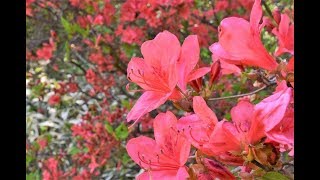 ヤマツツジ 山躑躅 の性質と剪定 人気の花木 加須市 久喜市 幸手市の植木屋 Youtube