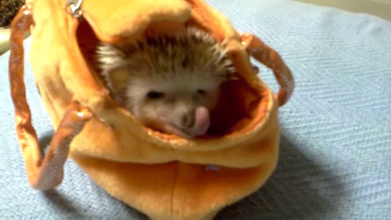 My cute hedgehog - YouTube