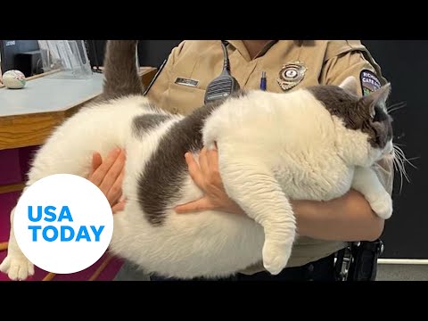 40-pound cat adopted in Virginia is now on a journey to get healthy | USA TODAY