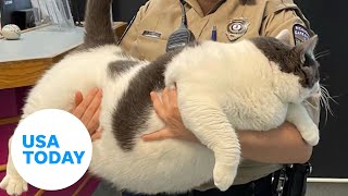 40pound cat adopted in Virginia is now on a journey to get healthy | USA TODAY
