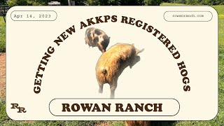 Getting New AKKPS Registered Hogs