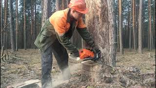 Валка леса /// Валка дерева в направления вала ///