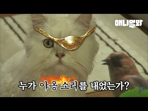 자꾸 야옹 소리내서 고양이 낚는 성대모새ㅋㅋㅋㅋㅣBird That Impersonates a <strong>Cat</strong> <strong>LOL</strong>