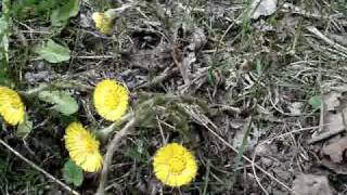 Paiseleht.mpg