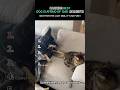 Life with cats and dogs. #funny #dog #pets #cat #dogshorts #cutedog