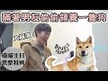 【惡整喵喵】瞞著男友偷偷領養了一隻狗！❤︎古娃娃WawaKu