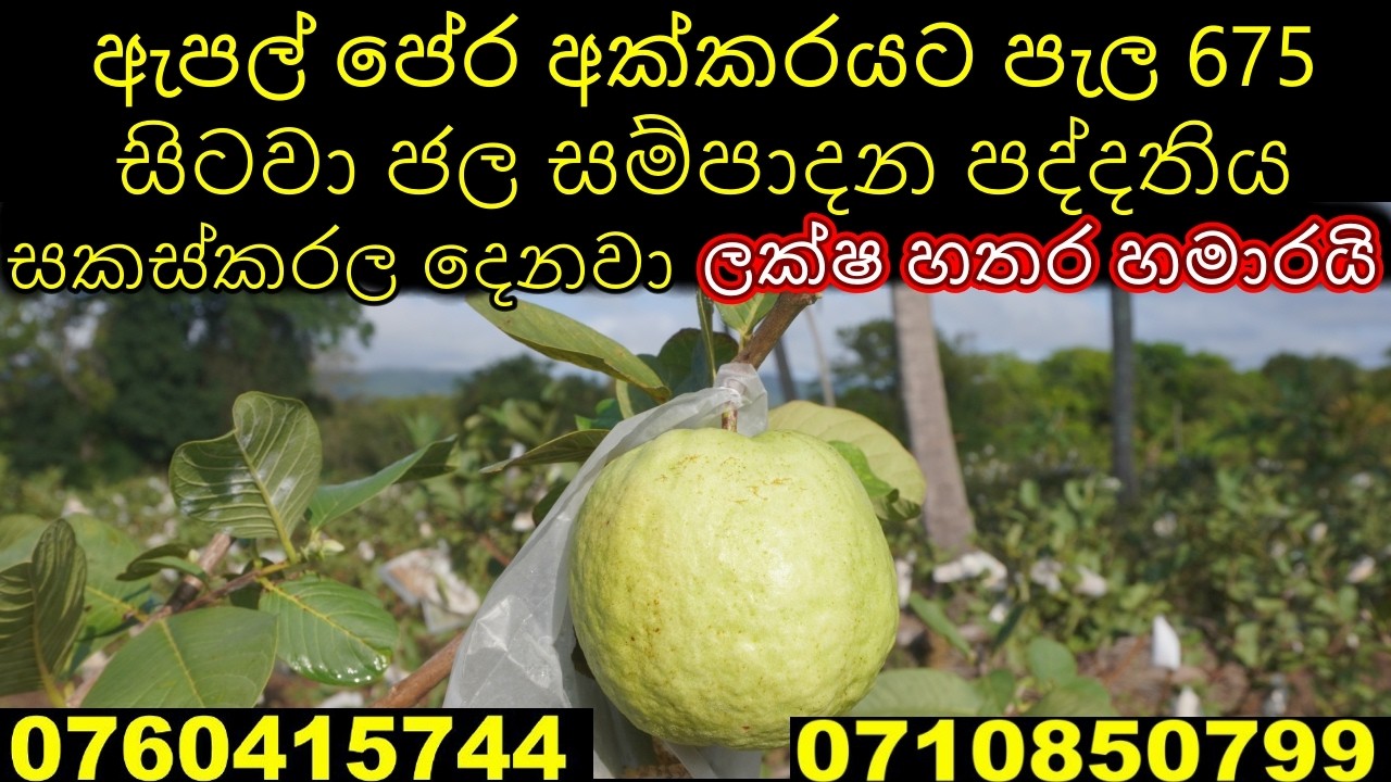 ඇපල් පේර වගාව Guava Cultivation Sri Lanka aepal pera wagawa pera wagawa පේර වගාව