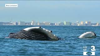 What we know about 2 dead whales in Virginia Beach, 1 in Corolla