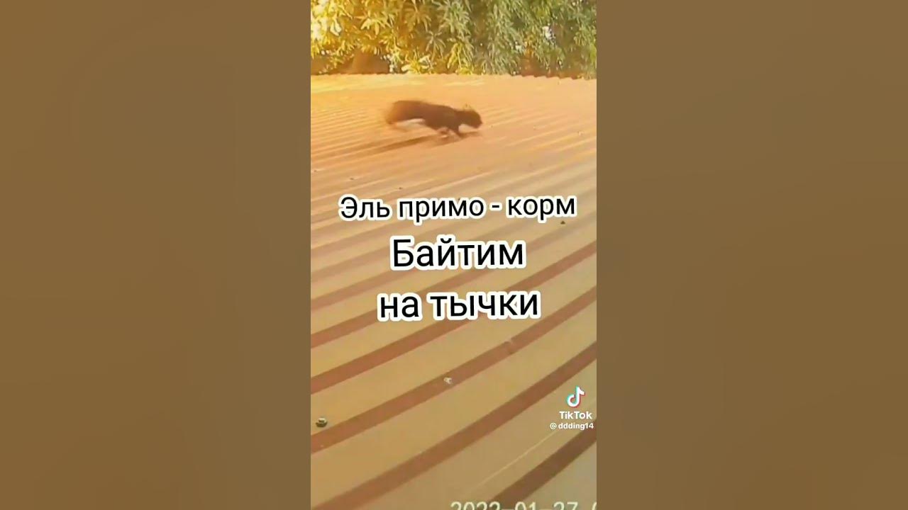 Диз ган - YouTube