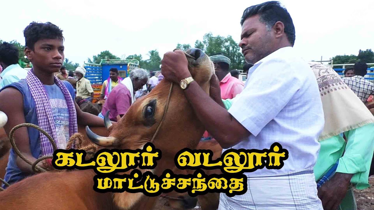 vadalur  santhai | வடலூர் மாட்டு சந்தை