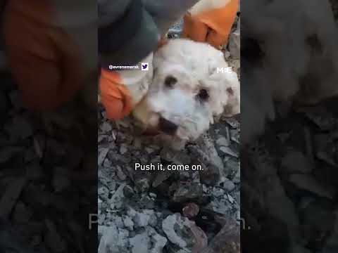 Video: Pet Scoop: Pes rozbije skleněné okno Chase veverka, dvouhlavý delfín nalezený v Turecku