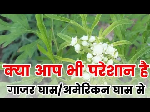 वीडियो: क्या जलभराव घास के लिए अच्छा है?