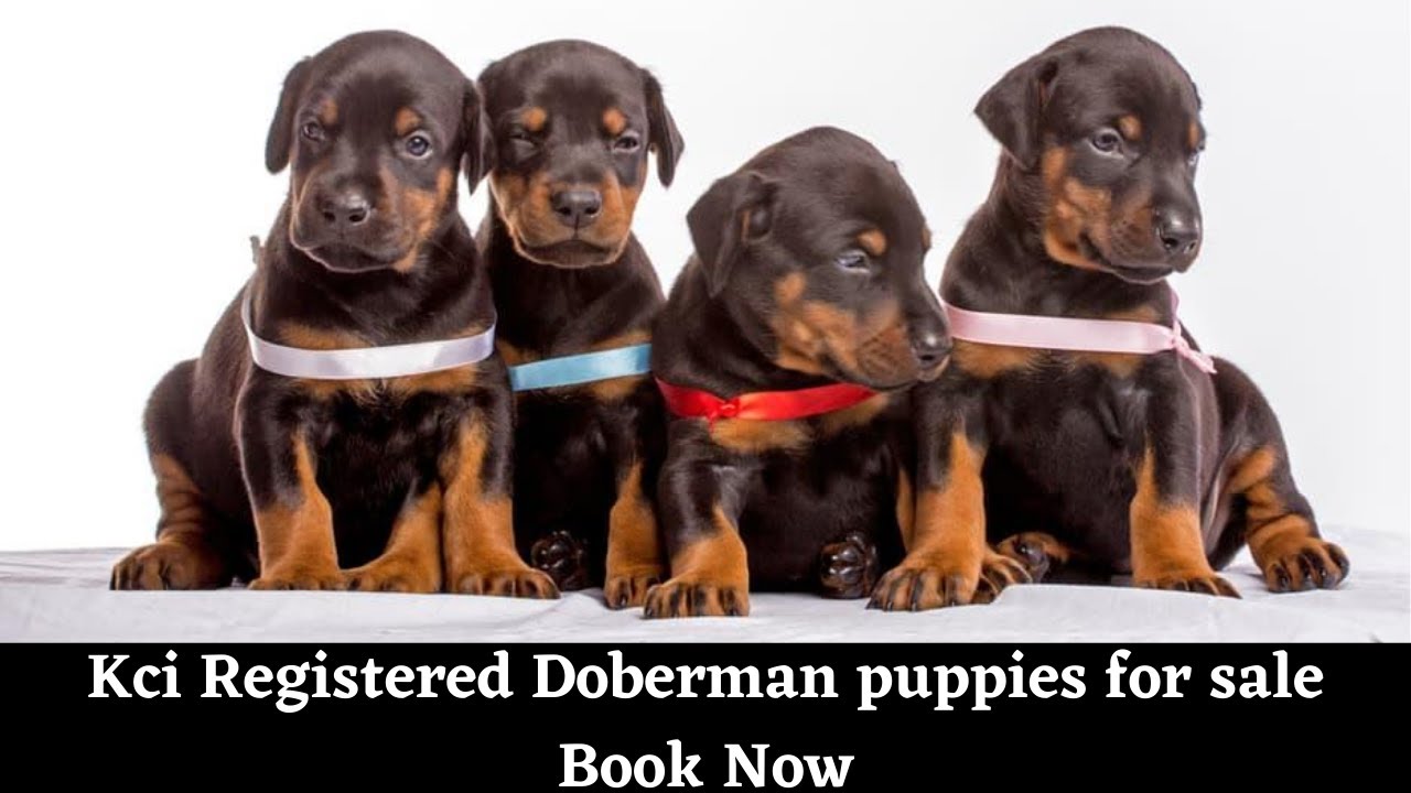 doberman puppies for sale wi