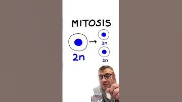 Mitosis vs. Meiosis