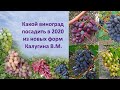 Какой виноград посадить в 2020 из новых форм Калугина