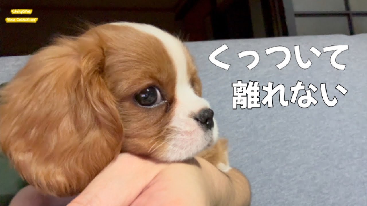 無敵のちーが飼い主にくっついて離れなくなる場所 / 回顧録 #10【北海道暮らし キャバリア 子犬】