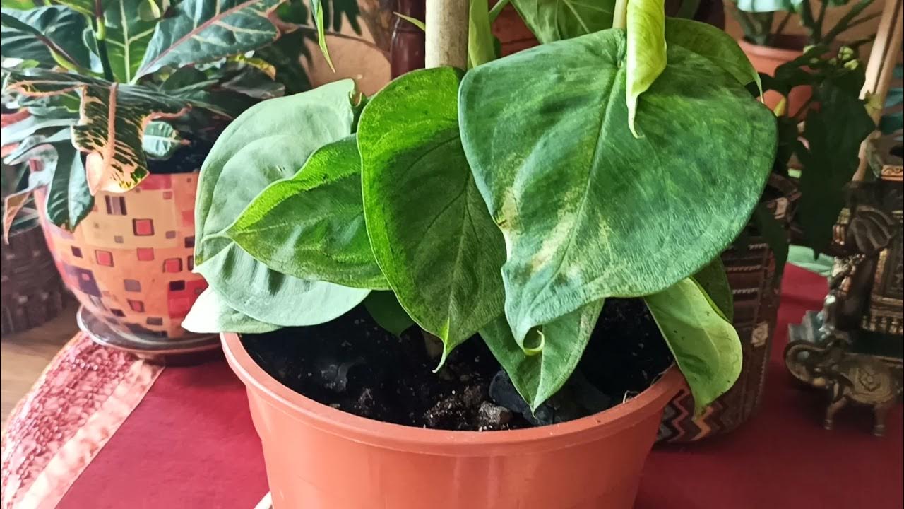 Комнатные цветы. Новинка сингониум Морозное сердце. Macrophylum Frosted ...