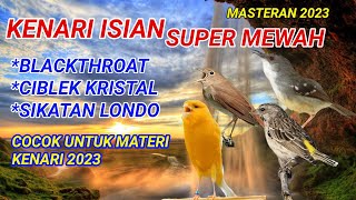 Kenari Isian Super Mewah || Materi 2023 || Isian Blackthroat,Ciblek kristal,Sikatan londo