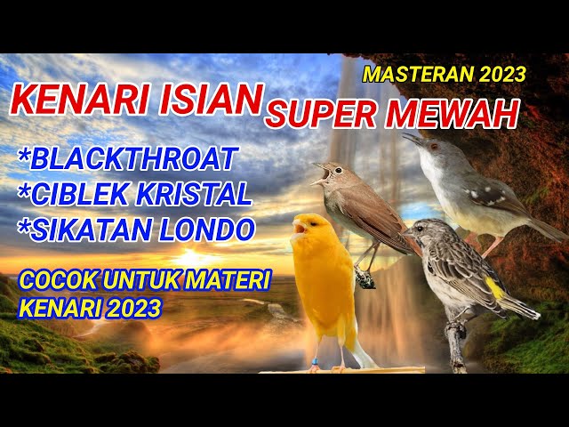 Kenari Isian Super Mewah || Materi 2023 || Isian Blackthroat,Ciblek kristal,Sikatan londo class=