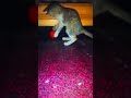 NO Escaparas De Mi el GATITO¡😼