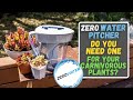 Zero water pitcher reviewed for watering venus flytraps  other carnivorous plants