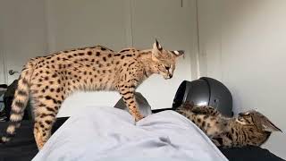 F1 Savannah Cat - The biggest house cat in the world! by F1 Savannah Kittens 14,435 views 1 year ago 2 minutes, 59 seconds