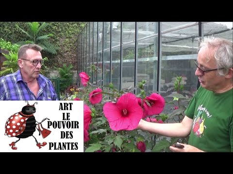 Vidéo: Hibiscus Des Marais (23 Photos): Culture D'Extreme Magenta à Partir De Graines à La Maison, Plantation Et Entretien En Plein Champ