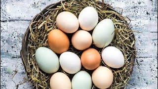 Todas As Cores Dos Ovos Das Galinhas Glz