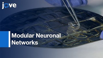 Modular Neuronal Networks of Inter-connected Circuits Processing | Protocol Preview