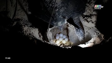 Số lượng rùa biển lên bãi đẻ trứng ở Côn Đảo chiếm hơn 85% số rùa về đẻ ở vùng biển Việt Nam | BRTgo