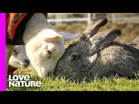 वीडियो: स्विस फॉक्स खरगोश