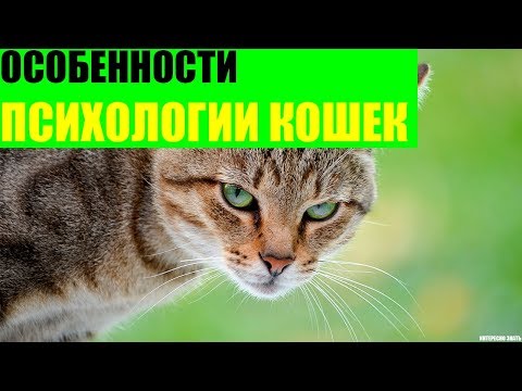 Особенности психологии кошек