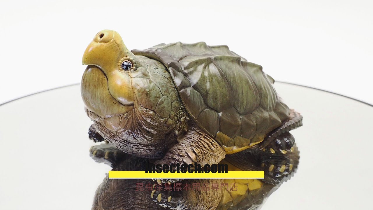 動物の惑星】ワニガメ Macrochelys temminckii フィギュア - YouTube