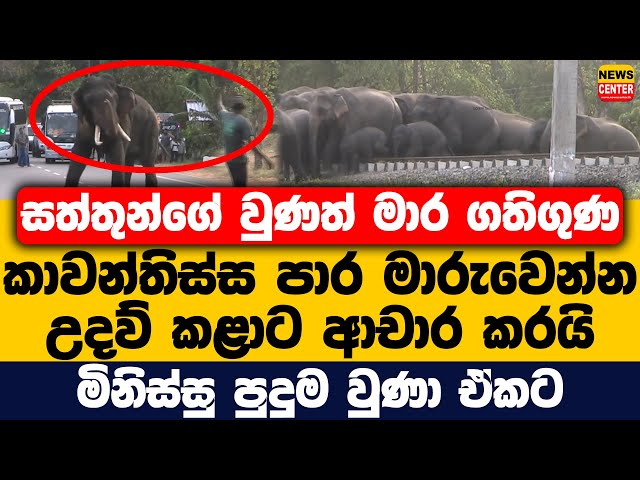 සත්තුන්ගේ වුණත් මාර ගතිගුණ | කාවන්තිස්ස පාර මාරුවෙන්න උදව් කළාට ආචාර කරයි | මිනිස්සු පුදුම වුණා ඒකට