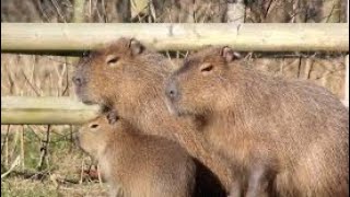 Life could be a dream (capybara edition)