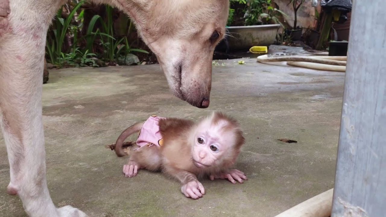 Cute baby monkey Yoya - So fun reaction with momma Dog