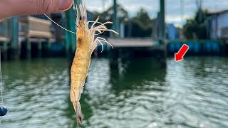 I Tossed LIVE SHRIMP Under SALTWATER Docks for These TASTY FISH!!