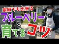 【家庭菜園 #1】簡単！家庭でも出来るブルーベリーを育てるコツ【ブルーベリー #6】