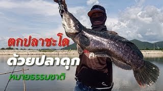 ตกปลาชะโด ด้วยปลาดุก HD 🎏 EP82/AB-fishing Channel