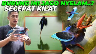 TENGKEK RAJA UDANG.. BURUNG INI BISA MENYELAM..?? SAINGAN IKAN2 KOLAM AVIARY