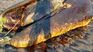 Download lagu Xov Xwm Kub Heev Zaj Tawm Los Tuag Saum Nqhuab Whale died in Alaska 06 10 2019 Xov Xwm Kub Heev Zaj Tawm Los Tuag Saum Nqhuab Whale died in Alaska 06 10 2019