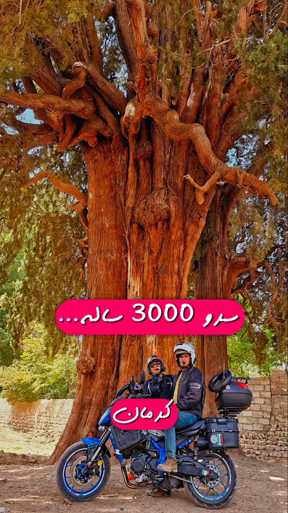سروکهنسال در روستای سیرچ استان کرمان #ادونچر #موتور #کرمان #سروکهنسال #امین #نجمه #بلنتا249z