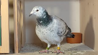 Freiflug der Jungen und Blick auf die Weibchen