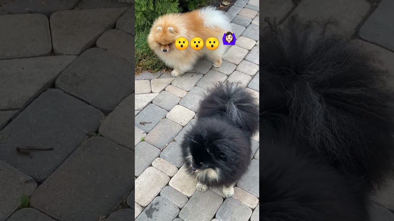 lovely pets//animal😯😯😯dog/