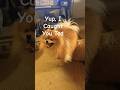 Busted..in the Act. #dog #funny #short