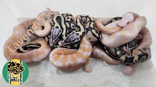Breeding Ball Pythons: Lavender 2022